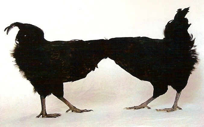 César Martínez. "El evadido paradigma de la clase política", 2006. Dos gallinas disecadas. 26 x 65 x 20 cm.